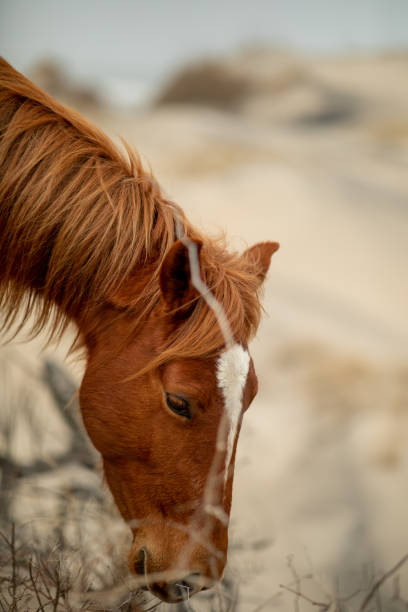 дикие лошади в песчаных дюнах в королла, северная каролина. - horse animals in the wild water beach стоковые фото и изображения