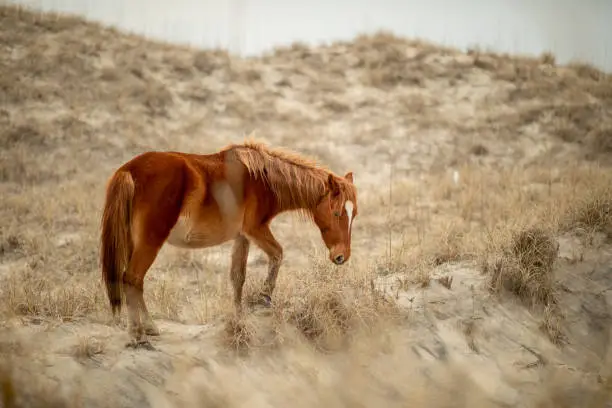 Wild horses in the sand dunes in Corolla, NC. in United States, North Carolina, Corolla
