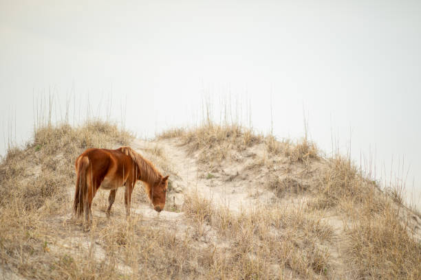 дикие лошади в песчаных дюнах в королла, северная каролина. - horse animals in the wild water beach стоковые фото и изображения