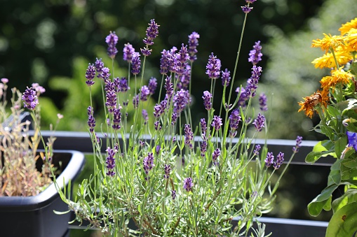 Balcony gardening. Own grown organic lavender on balcony.