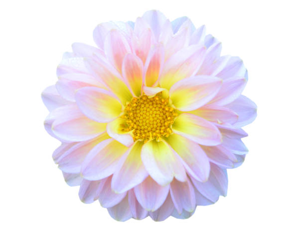 istock A isolated white pink dahlia daisy head 1311293866