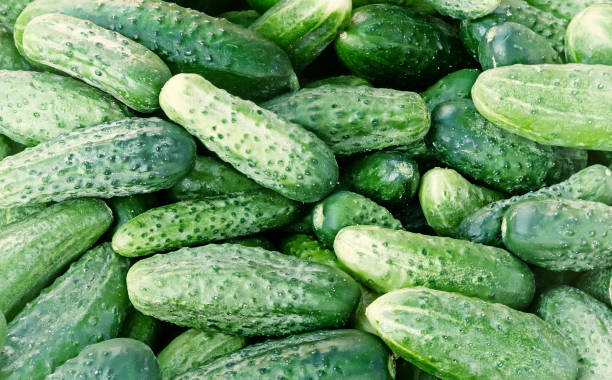 istock Fresh green cucumber close-up. 1311294958
