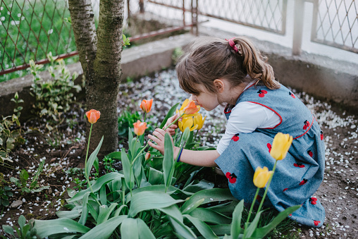 A little girl in a dress smelling tulips in the garden
