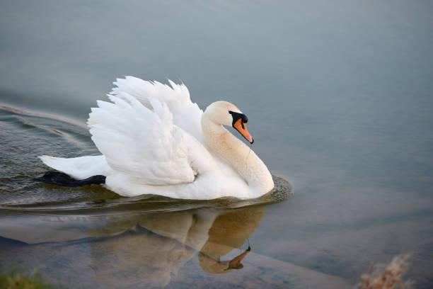istock Single white swan on the lake, copy space. Swan bird outdoors. Goose 1311296742