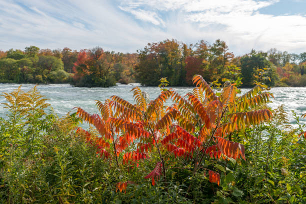 jasne gałęzie krzewów na rzece niagara nad wodospadem niagara - chloe zdjęcia i obrazy z banku zdjęć