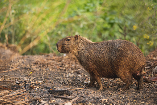 Capybara walking in the forest. Full body photo
