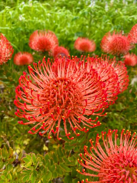 istock unusual red flowers on a green lawn 1311298467