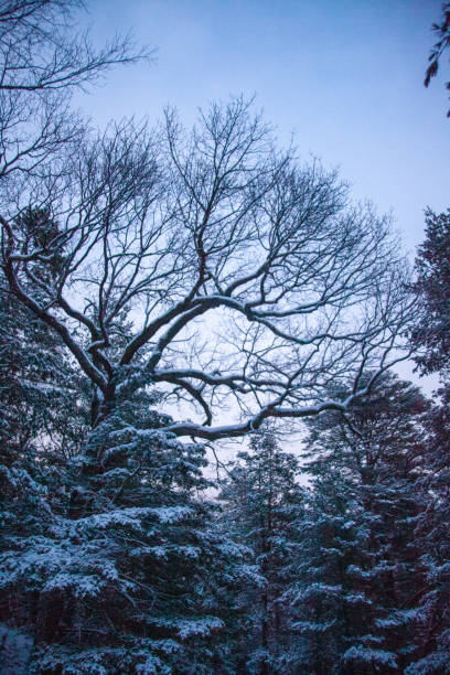 Snowy Trees in Arnold Arboretum