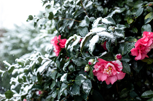 Pink rose covered with snow in winter, Germany