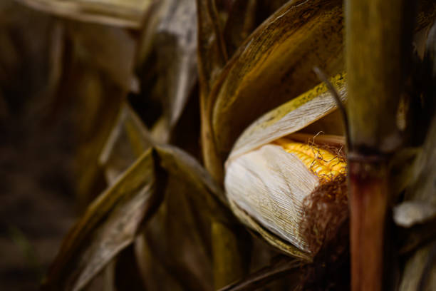 A piece of corn in a corn field waiting to be harvested in Oskaloosa, KS, United States