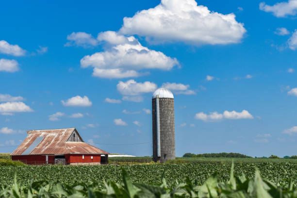 istock A red barn and a silo in a bean field with a beautiful blue cloudy sky 1311299227