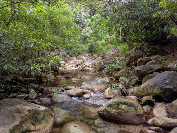 istock Picturesque Stream in Tropical Forest 1311299446