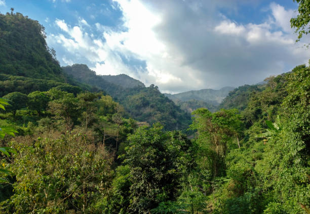 istock Rainforest and Mountains in the Philippines 1311299548
