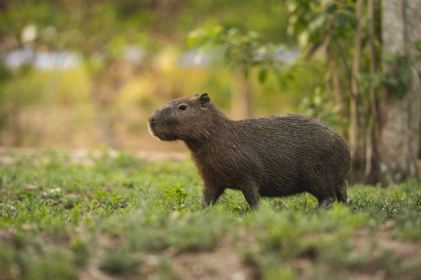 brasilianische capybara - wasserschwein stock-fotos und bilder