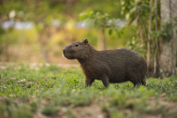 capybara brésilienne - capybara photos et images de collection