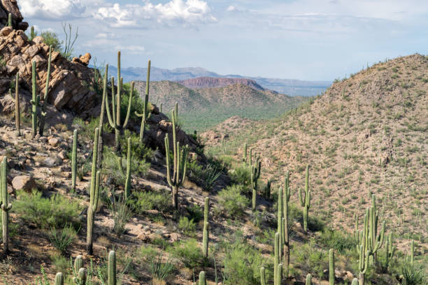 istock Saguaros on Hill in Arizona Desert Wilderness 1311299619