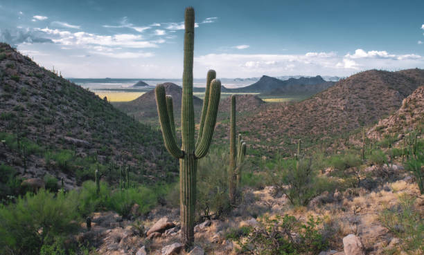 istock Saguaro Cactus in Arizona's Mountainous Desert Wilderness 1311299670