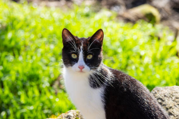 istock Handsome stray cat walks through a park looking at the camera. 1311299821