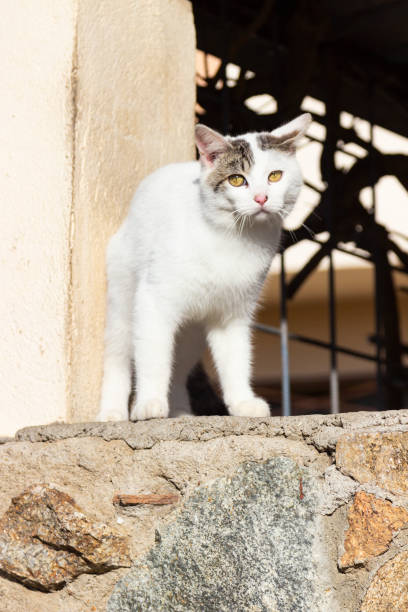 istock Handsome stray cat walks through a park looking at the camera. 1311299836