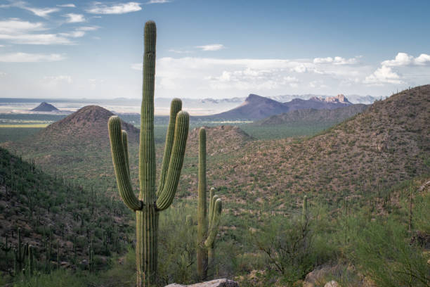 istock Saguaros and Rocky Mountains in Arizona's Desert Wilderness 1311300071