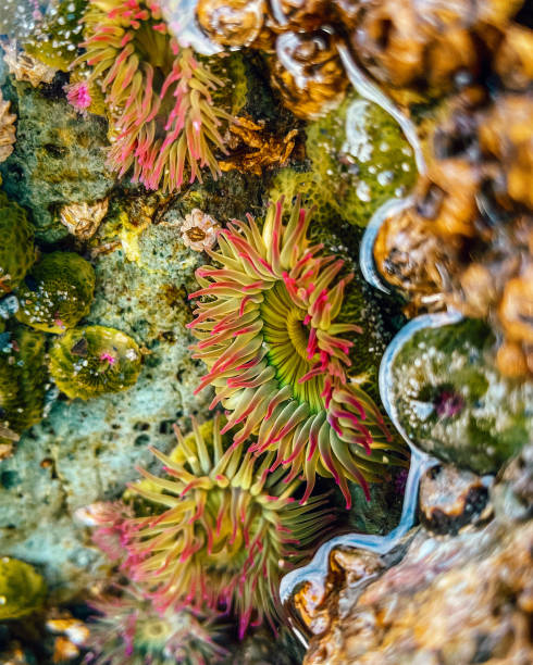 Green anemones Green and pink anemones tidal pool stock pictures, royalty-free photos & images