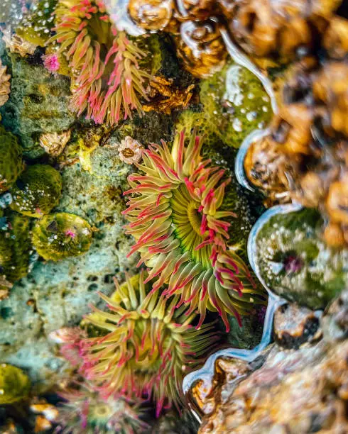 Photo of Green anemones