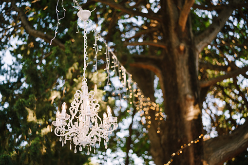 6-light crystal chandelier hanging from a tree. High quality photo