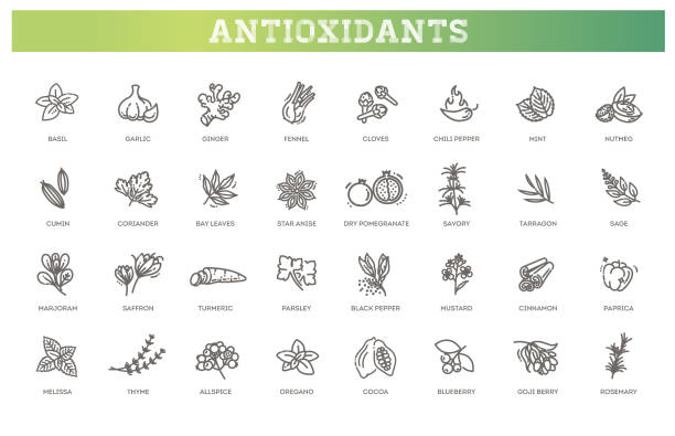 illustrations, cliparts, dessins animés et icônes de aliments antioxydants, herbes et épices. sain. - quatre épices