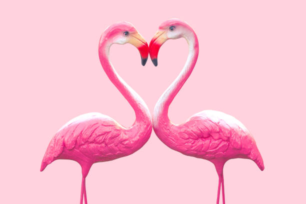 istock two flamingos in love 1311304819
