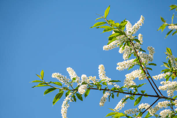 istock Bird cherry branches with white flowers on a background of blue sky. 1311304897