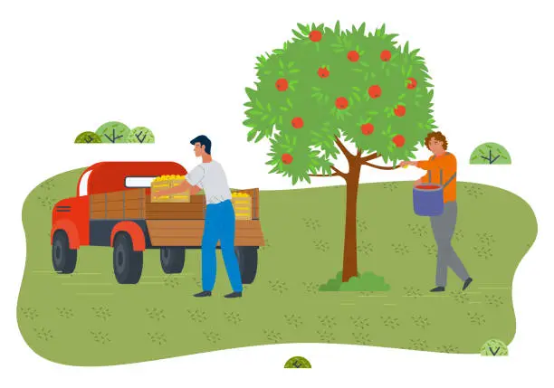 Vector illustration of Guy holding basket full of fruits, man loading wooden boxes with fresh crop into car, garden works