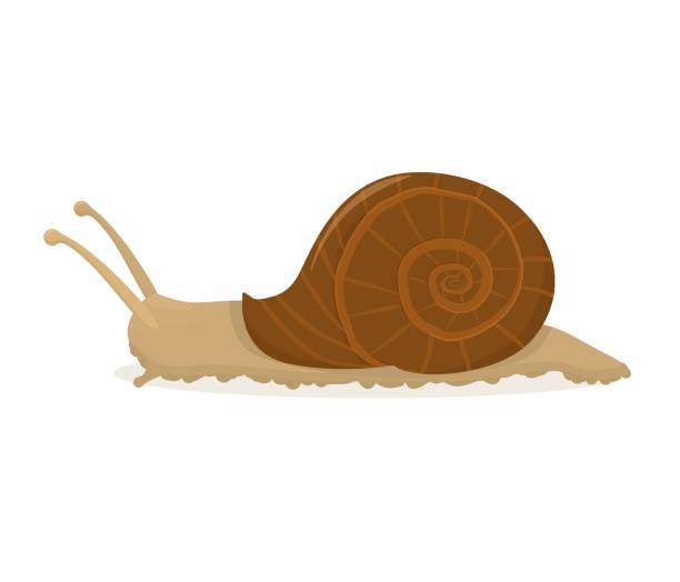 vektordarstellung einer auf weißem hintergrund isolierten schnecke - weinbergschnecke stock-grafiken, -clipart, -cartoons und -symbole