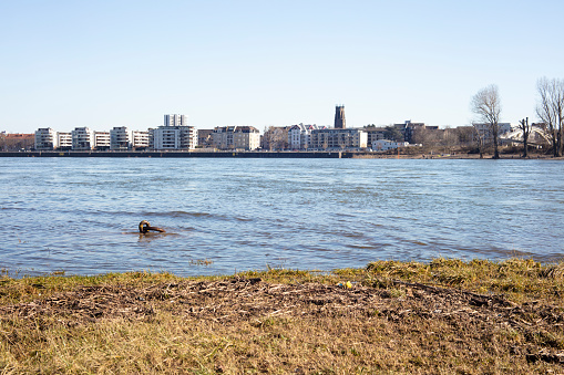 View of Rhin river in Cologne, Germany, on a sunny day.