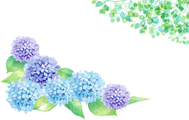 ilustraciones, imágenes clip art, dibujos animados e iconos de stock de hortensia y marco decorativo verde fresco. vector de traza de ilustración de acuarela. - hortensia