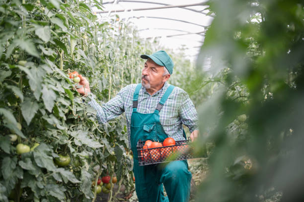 istock Farm worker holding a crate full with fresh vegetables. 1311309550