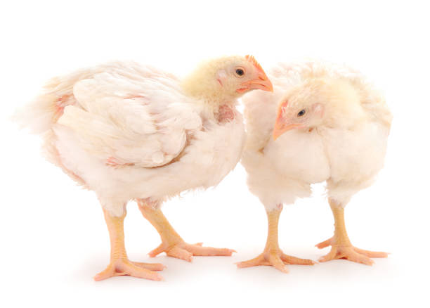 istock Two chicken or young broiler chickens. 1311310726