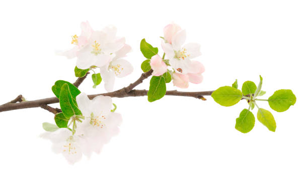 istock Flowering branch of apples. 1311310738