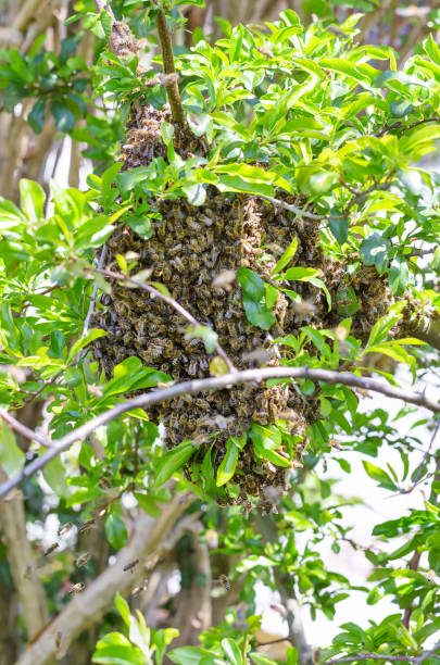istock Swarm of bees, swarming honey bees on a tree branch in spring 1311311113