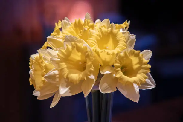 Photo of Daffodil flowers in vase with colorful out of focus background
