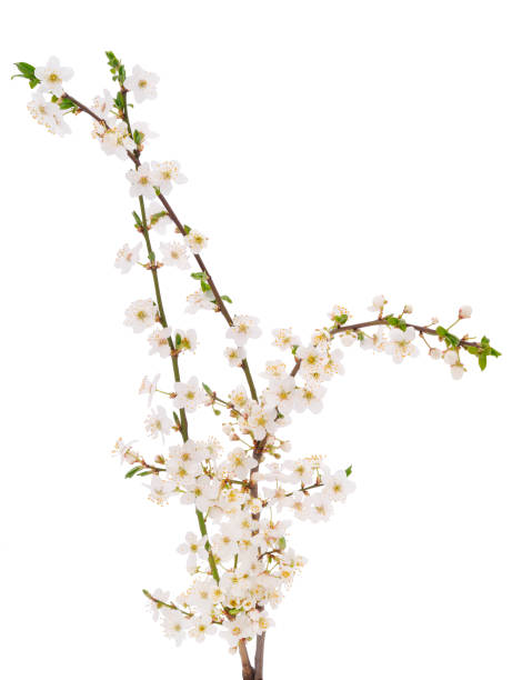 istock Flowering branch of cherry. 1311311865