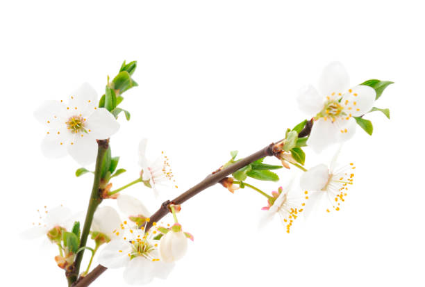 istock Flowering branch of cherry. 1311311867