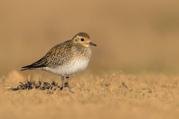 istock The European golden plover (Pluvialis apricaria) 1311311986