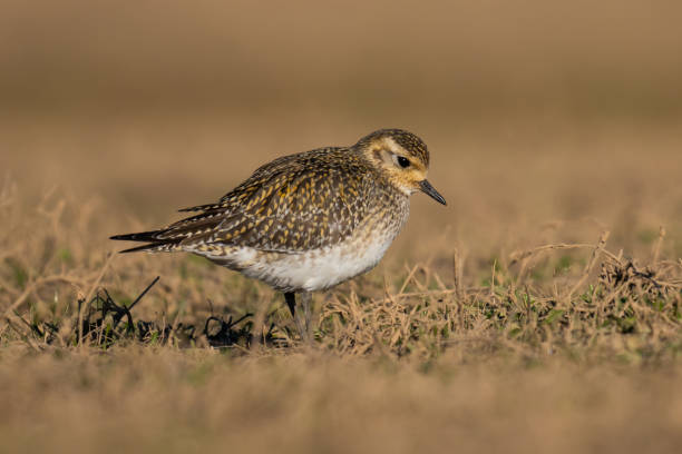 istock The European golden plover (Pluvialis apricaria) 1311311999