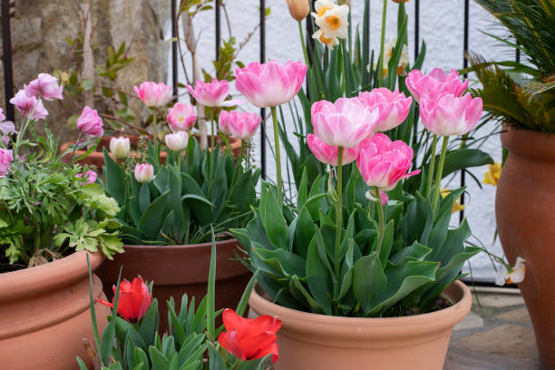 istock Pink tulips, daffodils and pink ranunculus in terra cotta pots 1311312390