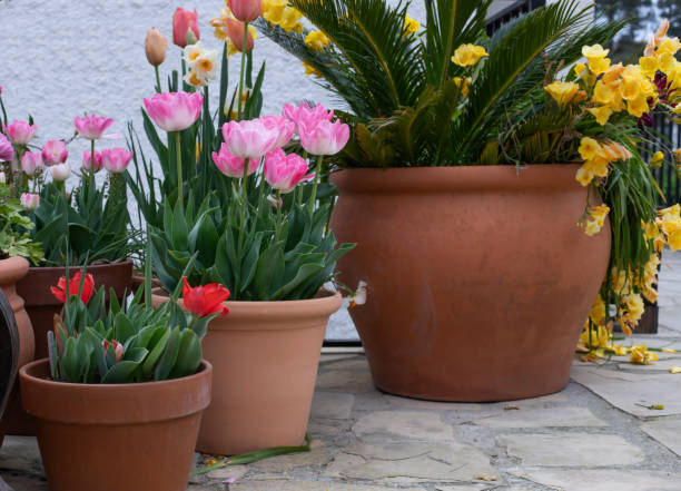 istock Pink tulips, daffodils and pink ranunculus in terra cotta pots 1311313202