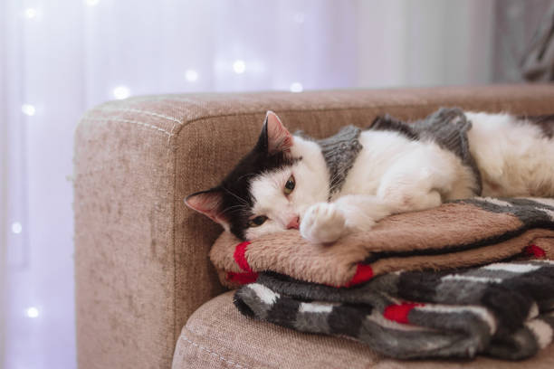 Black-white cat in knitted gray sweater is lying on a sofa with some plaids at home on a background window with white curtain and lights.