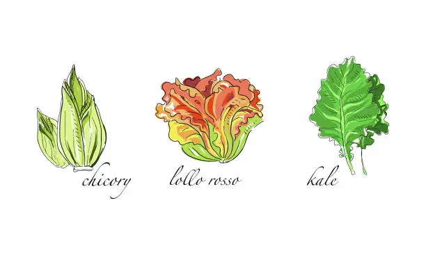 Vector illustration of Set of Salads and Leafy Vegetables, Chicory, Lollo Rosso, Kale Hand Drawn Vector Illustration