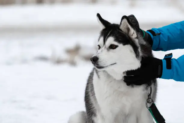 Photo of Human hands in gloves stroke and scratch the dog breed Siberian husky against the background of snow in winter. A man in a bright blue warm jacket caresses the dog. Portrait of a pet.