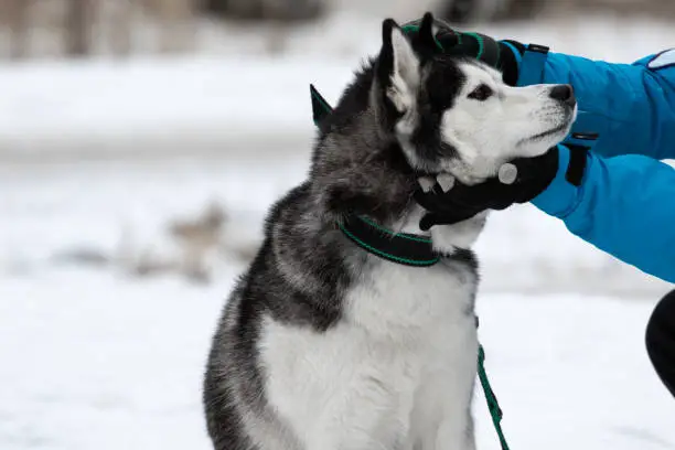 Photo of A man strokes and caresses a dog breed Siberian husky in winter on the street against the background of snow. Human hands in gloves and a warm jacket come into contact with the animal.