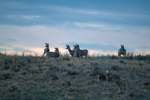 istock Deer herd on hilltop at sunset alert to intrusion on left 1311316953